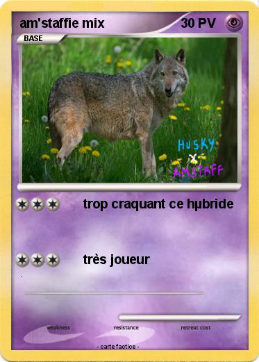 Pokemon am'staffie mix