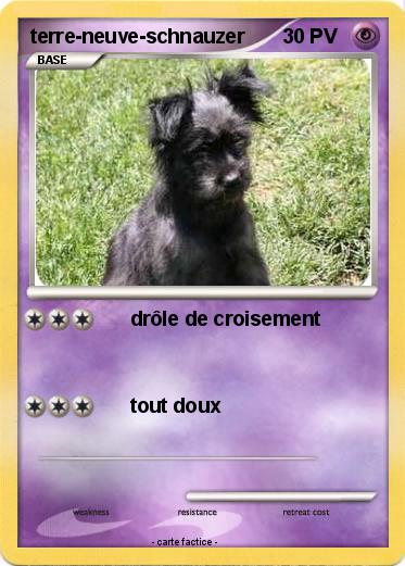 Pokemon terre-neuve-schnauzer