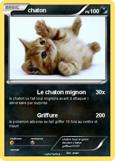 Pokemon chaton