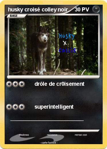 Pokemon husky croisé colley noir