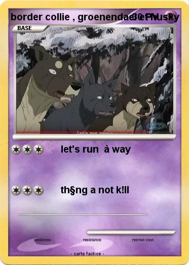 Pokemon border collie , groenendael et husky