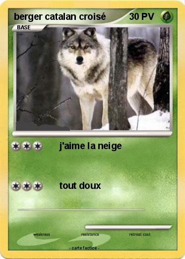 Pokemon berger catalan croisé