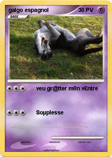 Pokemon galgo espagnol
