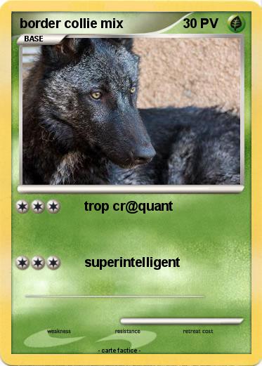 Pokemon border collie mix