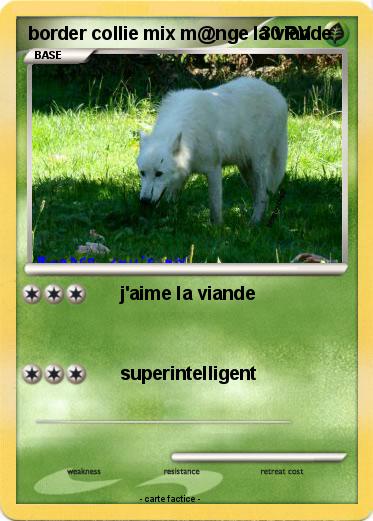 Pokemon border collie mix m@nge la viande
