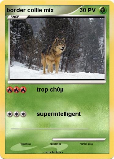 Pokemon border collie mix