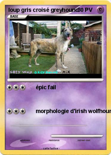 Pokemon loup gris croisé greyhound