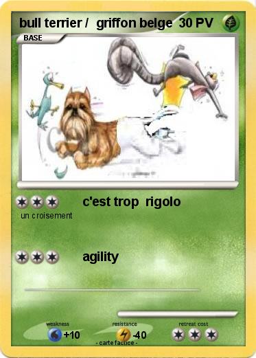Pokemon bull terrier /  griffon belge