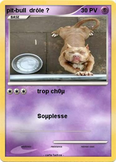 Pokemon pit-bull  drôle ?