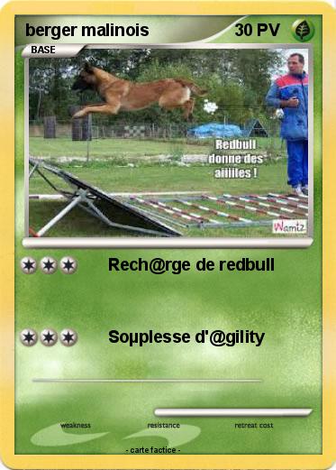 Pokemon berger malinois