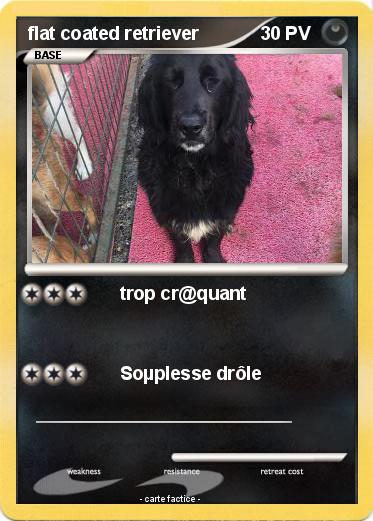 Pokemon flat coated retriever