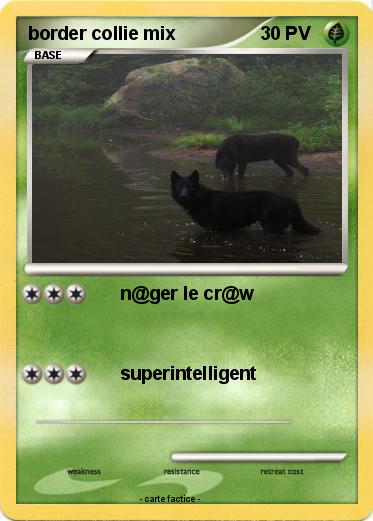 Pokemon border collie mix