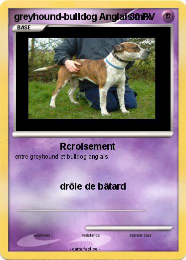 Pokemon greyhound-bulldog Anglais mix