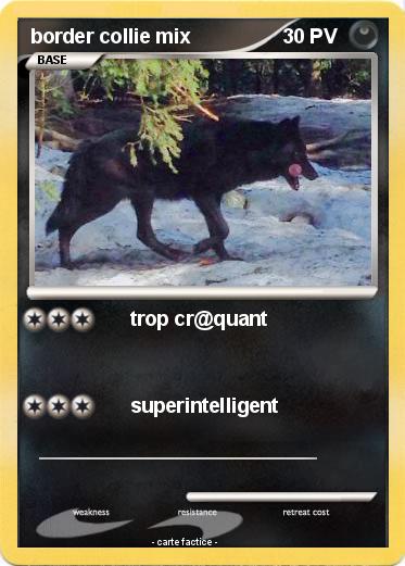 Pokemon border collie mix