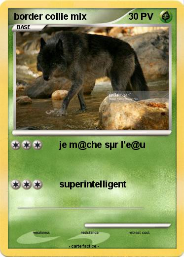Pokemon border collie mix