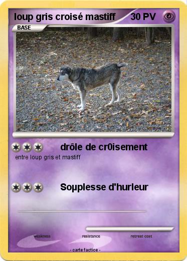Pokemon loup gris croisé mastiff
