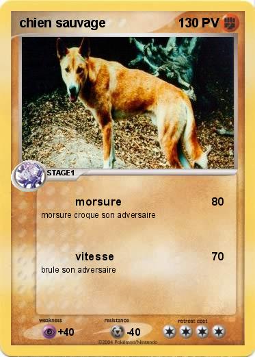 Pokemon chien sauvage