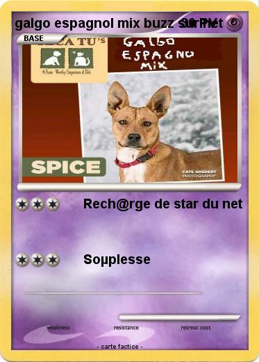 Pokemon galgo espagnol mix buzz sur net