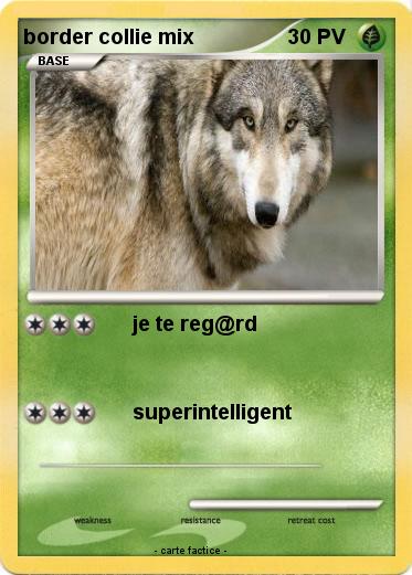 Pokemon border collie mix