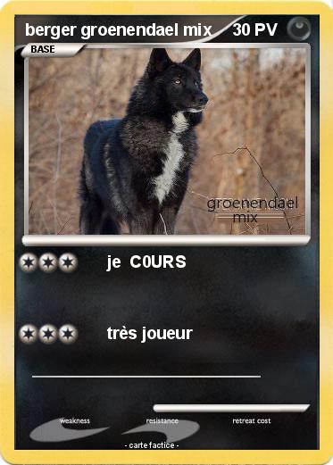 Pokemon berger groenendael mix