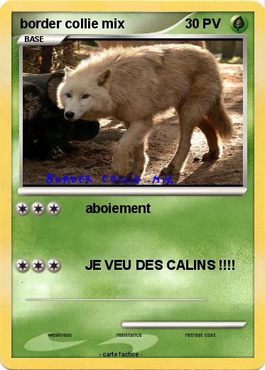 Pokemon border collie mix