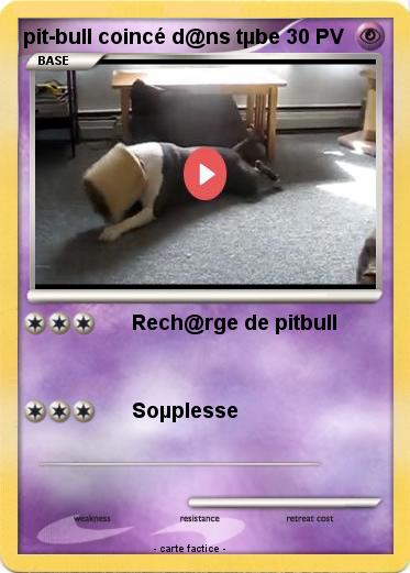 Pokemon pit-bull coincé d@ns tµbe