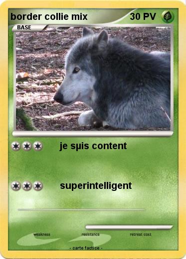 Pokemon border collie mix