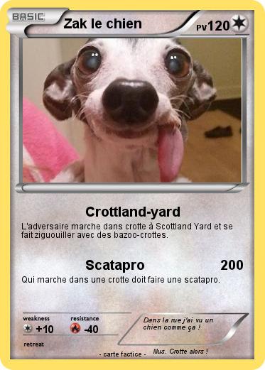 Pokemon Zak le chien