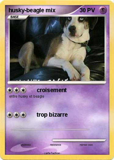Pokemon husky-beagle mix
