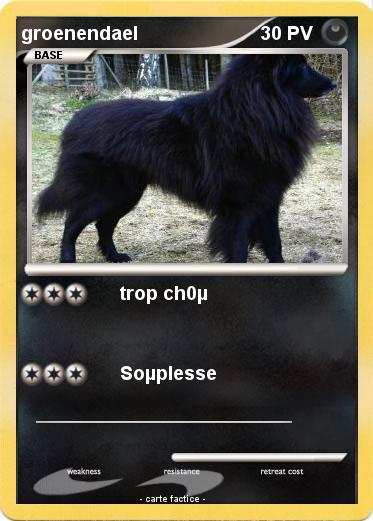 Pokemon groenendael