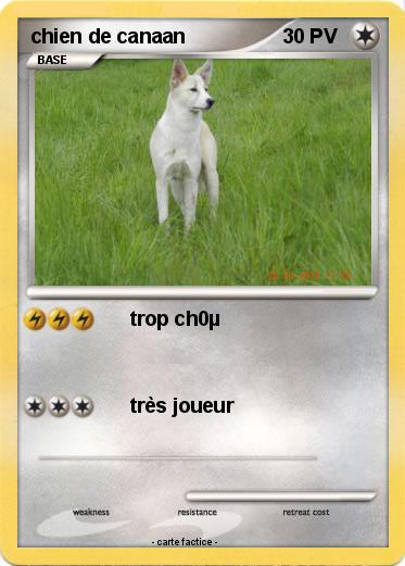 Pokemon chien de canaan