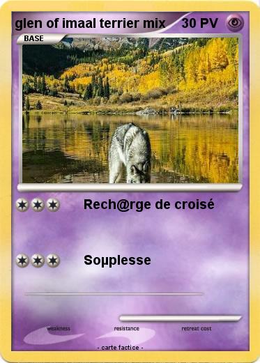 Pokemon glen of imaal terrier mix