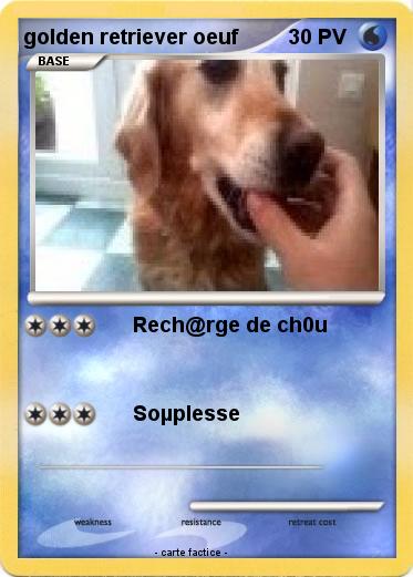 Pokemon golden retriever oeuf