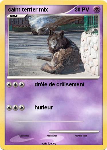 Pokemon cairn terrier mix