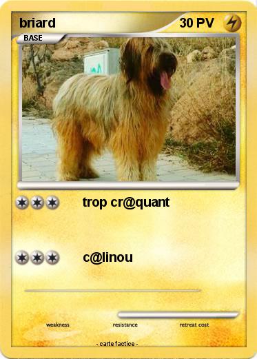Pokemon briard