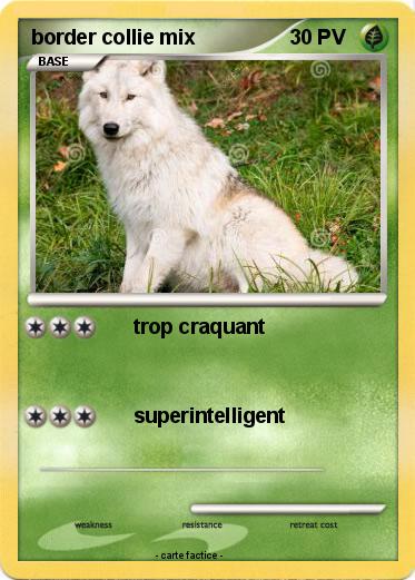 Pokemon border collie mix