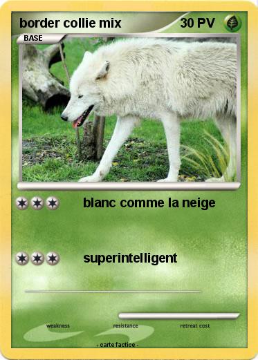 Pokemon border collie mix