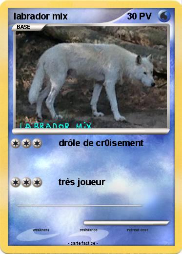 Pokemon labrador mix