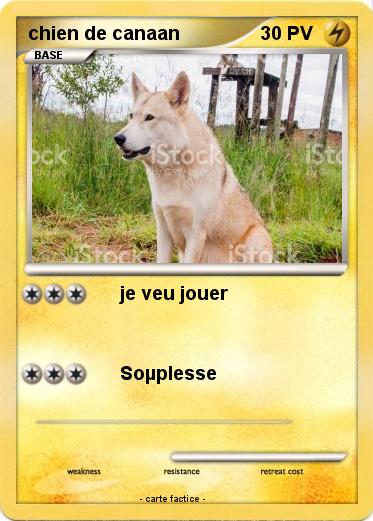 Pokemon chien de canaan