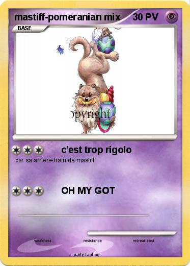 Pokemon mastiff-pomeranian mix