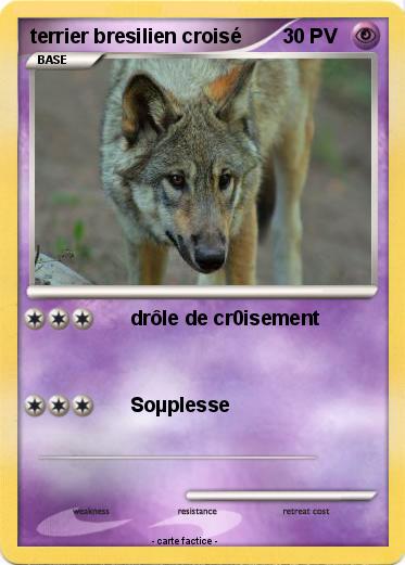 Pokemon terrier bresilien croisé