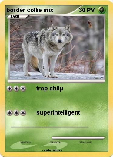Pokemon border collie mix