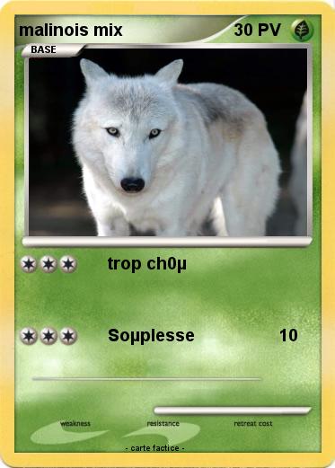 Pokemon malinois mix