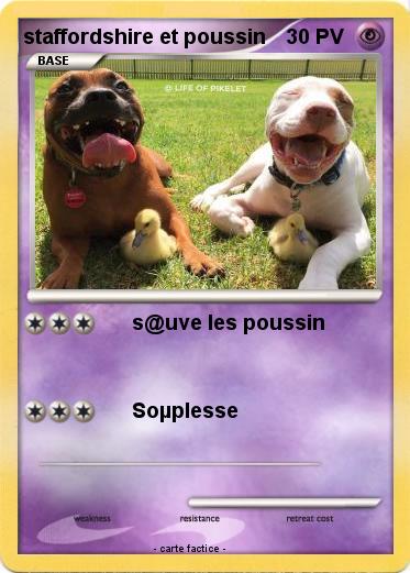 Pokemon staffordshire et poussin