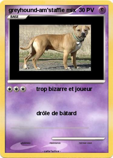 Pokemon greyhound-am'staffie mix