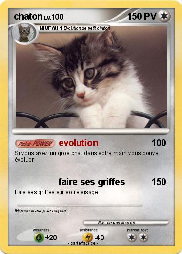 Pokemon chaton