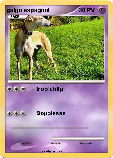 Pokemon galgo espagnol