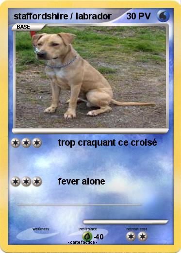Pokemon staffordshire / labrador