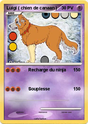 Pokemon Luigi ( chien de canaan )