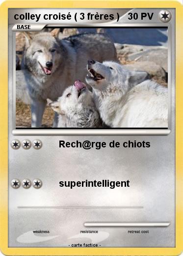 Pokemon colley croisé ( 3 frères )